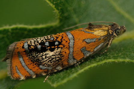  Prachtwickler (Olethreutes arcuella)