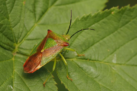 Wipfel-Stachelwanze (Acanthosoma haemorrhoidale)