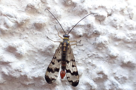 Skorpionsfliegen (Panorpidae)