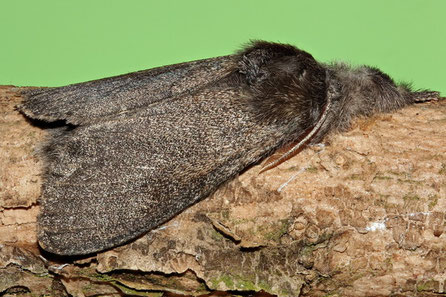 Streckfuß (C.pudibunda)   /  Streckfuß (Calliteara fascelina)