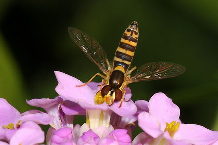 Gewöhnliche Langbauchschwebfliege (Sphaerophoria scripta)