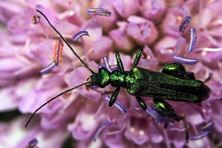 Grüner Scheinbockkäfer (Oedemera nobilis)