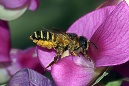 Platterbsen-Mörtelbiene (Megachile ericetorum) 