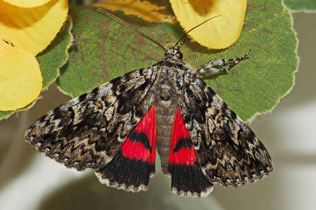 Rotes Ordensband (Catocala nupta)