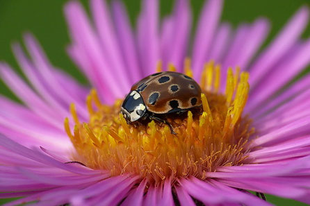 Augenmarienkäfer (Anatis ocellata)