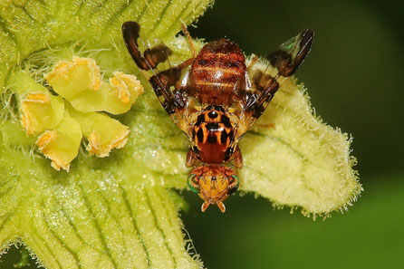 Bohrfliegen (Tephritidae)