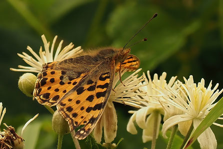 Kleiner Perlmutterfalter  Issoria lathonia