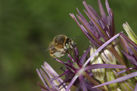 Vierfleck-Pelzbiene (Anthophora quadrimaculata)