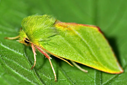 Buchen-Kahneule (Pseudoips prasinana) 