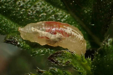 Hainschwebfliege (Episyrphus balteatus) Larve