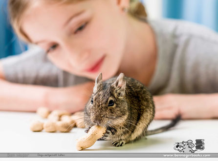 wieviele Degus halten, deguhaltung wieviele, degu haltung käfig, degu haustier haltung, degu zähmen, degu kaufen, deguhaltung kinder, degus haltung, degu als Haustier, Octodon degus, Strauchratte, degu deutschland, degu schweiz, Tierschutz, Nagetiere