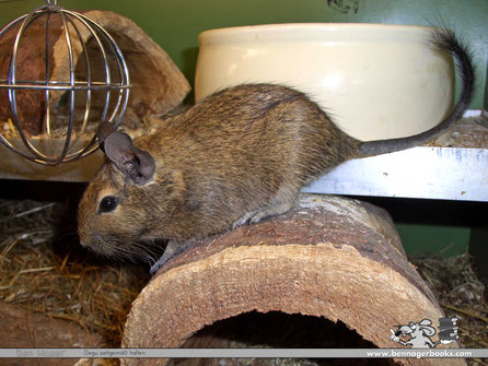 degu gesucht, degu kaufen, degu kosten, degu preis, degus kaufen, wieviel kosten degus, wo degus kaufen, haltung degu, degus wie viele, Octodon degus, strauchratten, artgerechte deguhaltung, degu im terrarium halten, degu haustier haltung, Tierschutz,