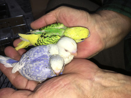 シロハラインコ　オカメインコ　アキクサインコ　コザクラインコ　インコ　リュック シロハラインコ オカメインコ アキクサインコ コザクラインコ