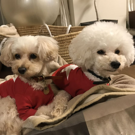 トイプードル 看板犬