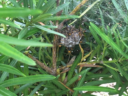 一宮市で槙を伐採しようとしたらアシナガバチの巣を発見しました。