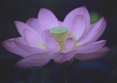 Nurture your soul every day, Let your life blossom - A. Uchitani