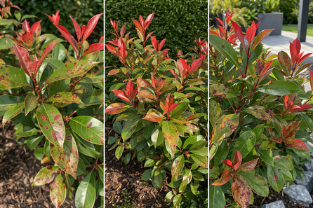 Die Glanzmispel, die Sorte Photinia fraseri 'Red Robin'