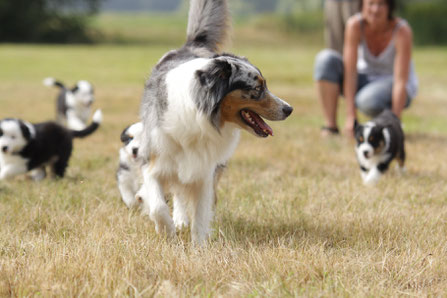 (c) Hundeschule Social-Dog
