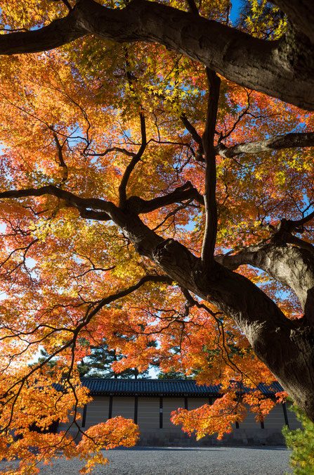 京都御苑の紅葉