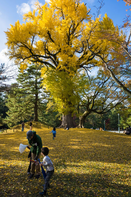 京都御苑の銀杏