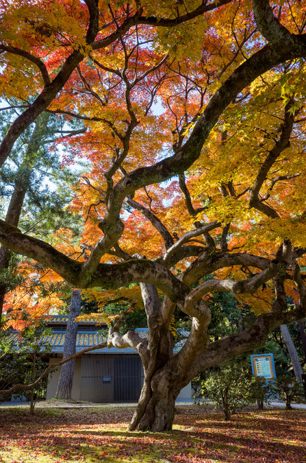 京都御苑の紅葉