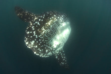 Sunfish swimming by in Punte Vicente Roca, Galapagos