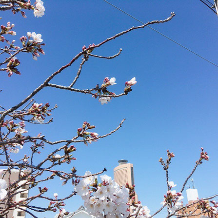 お花見ラン