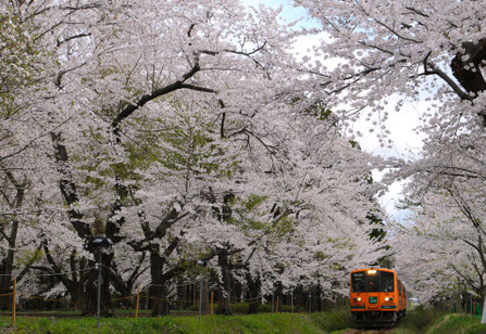 春の津軽鉄道 