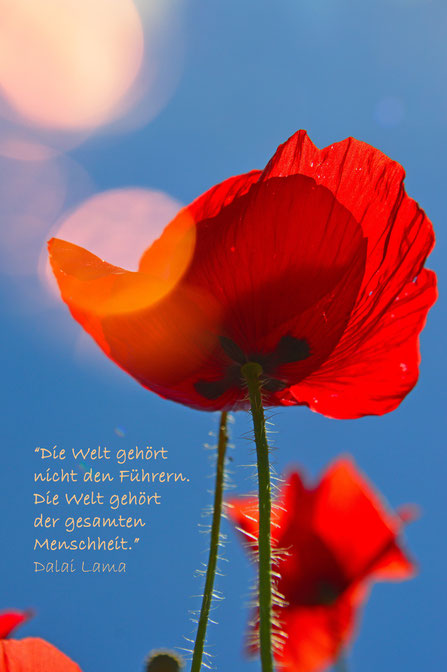 © lapisbleue-pixabay.com
