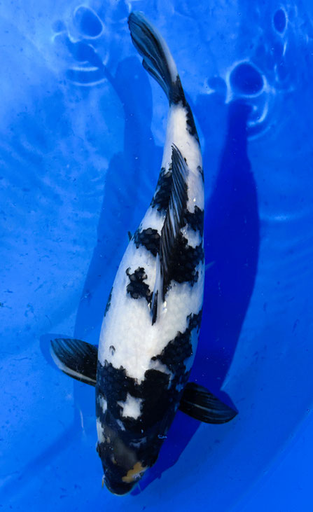 NND Nisai Shiro Utsuri, 40 cm, female, Preis 200 Euro, res.