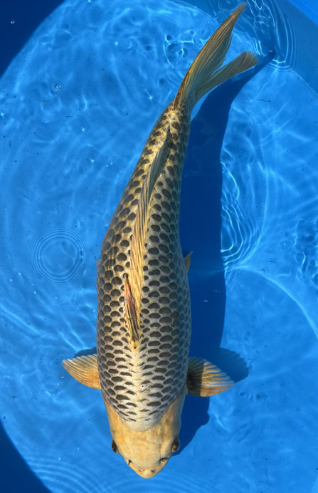Marusei Yonsai Ki Matsuba, 67 cm, female, Preis 300 Euro
