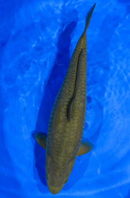 Marusei Nisai Doitsu big scale Chagoi, 45 cm, female, Preis 250 Euro