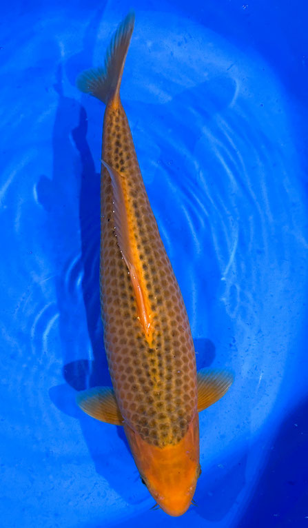 Otsuka Nisai Aka Matsuba, 49 cm, female, Preis 220 Euro
