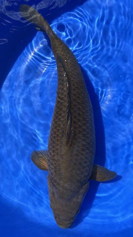 Shinoda Nisai Chocolate Chagoi, 55 cm, female, Preis 370 Euro