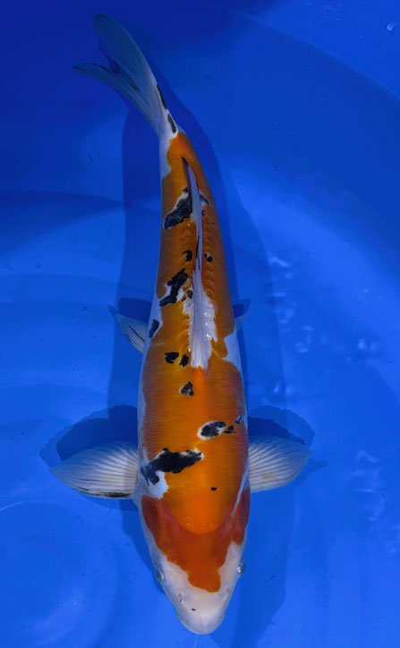 Shinoda Doitsu Sanke, 42 cm, male, Preis 230 Euro