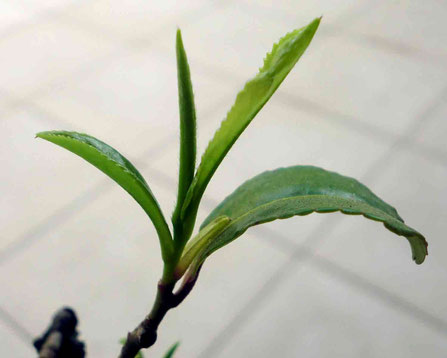 一芯二葉が出てきました 妖精の紅茶 ティータイム研究所 永遠の乙女に送るオリジナル紅茶雑貨