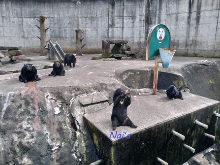 くまくま園,クマ牧場,北秋田市整体,秋田市ヒーリング整体,由利本荘占い　