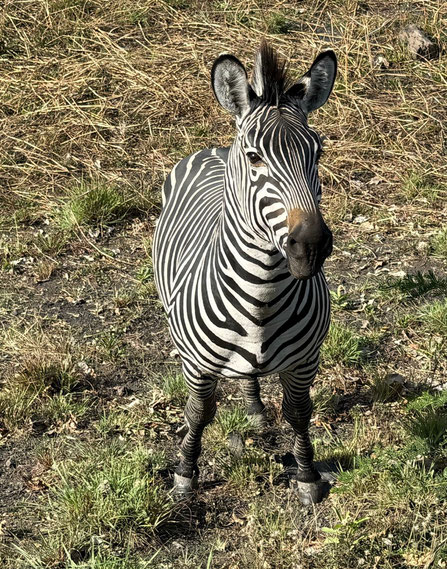 Ein Zebra in der Natur