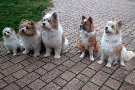gut verträgliche Hunderasse Elo groß klein glatt rau Mehrhundehaltung