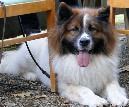 Anfängerhund Zweithund Dritthund Servicehund Elo Familie Kind