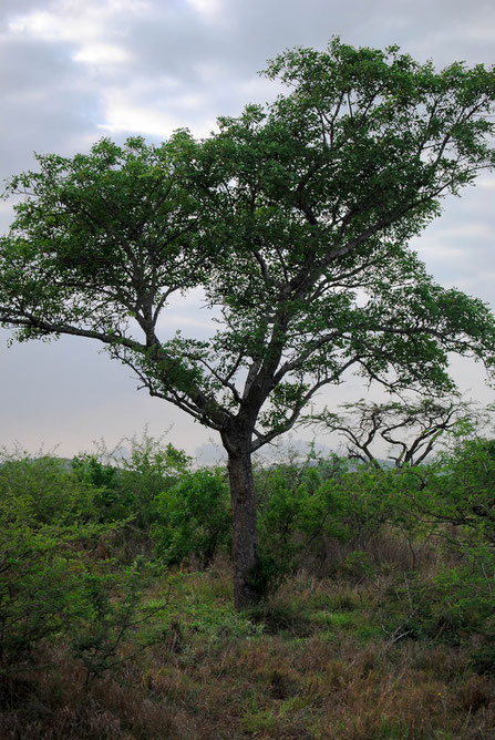 Aus den Früchten des Marula-Baumes wird der leckere Amarula gewonnen