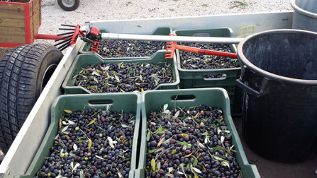 Bild: Olivenernte