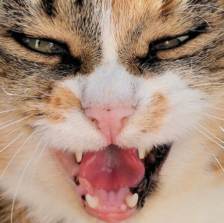 cat face closeup with teeth