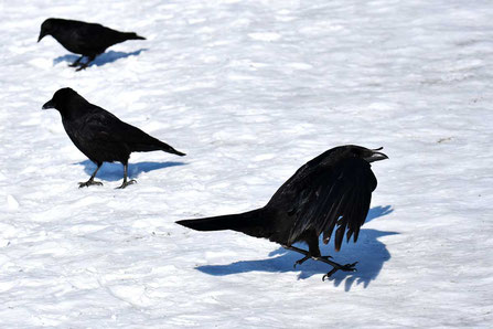 Lockjagd auf Krähen im Winter ist extrem wichtig, weil sowohl die Altkrähen, wie auch die Junggesellentrupps territorial werden