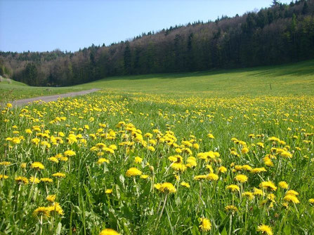 Blumenwiese