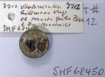 Senckenberg, Bryozoa, Bryozoen, Moostierchen, Sammlung Voigt
