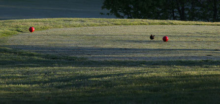 Amsel auf Golfplatz, Foto: Sabine Tappertzhofen