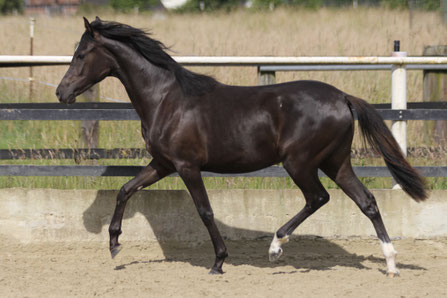 Ninjargo AW ist ein Reitponyhengst von Numerus Clausus aus der St.Pr.St. Daphina von Dance Star AT