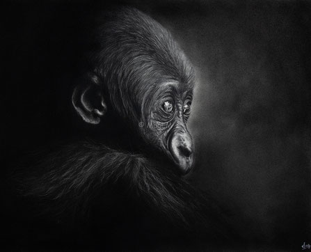 baby gorilla into the light drawing by french pencil artist Magali Lapeyre-Mirande bébé gorille dans la lumière dessin artiste dessinatrice