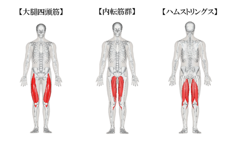 大腿四頭筋とハムストリングと内転筋群の説明
